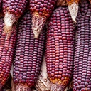 Jimmy Red Organic Heirloom Corn (Pre-Cracked)