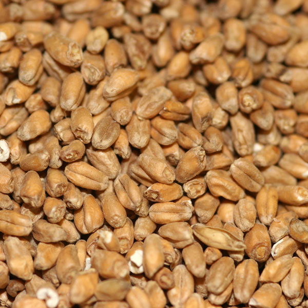 Briess Red Wheat
