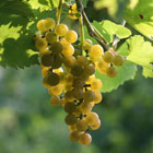 Traminette Grapes
